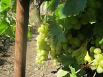     
: IMG_0848.jpg
: 25
:	144.5 
ID:	3272527
