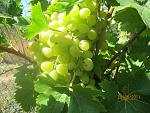     
: IMG_0847.jpg
: 34
:	152.1 
ID:	3272528