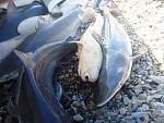     
: cyclops_shark-_6.jpg
: 21
:	51.5 
ID:	3274760