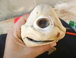     
: cyclops_shark-_1.jpg
: 24
:	32.2 
ID:	3274764