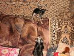     
: getImage (9).jpg
: 67
:	102.1 
ID:	3280238