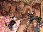     
: getImage (12).jpg
: 65
:	82.1 
ID:	3280239