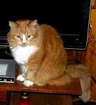     
: 3196_182a.JPG
: 34
:	7.3 
ID:	3285550