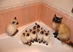     
: tumblr_lqmcd8uvJr1qmy9gjo1_500.jpg
: 16
:	36.9 
ID:	3285959