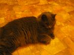     
: P1010011.jpg
: 16
:	88.3 
ID:	3292825