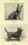     
: 1890Scotties.jpg
: 15
:	32.6 
ID:	3300657