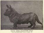     
: 1891_ScottishTerrier.jpg
: 15
:	49.6 
ID:	3300661
