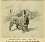     
: 1895_Scottie.jpg
: 14
:	36.4 
ID:	3300664