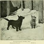     
: 1897_Scottish_Terrier.jpg
: 14
:	50.6 
ID:	3300669