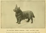     
: 1895_Scottie2.jpg
: 13
:	19.7 
ID:	3300671