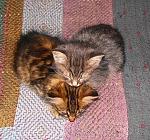     
: cute-cats-470x439.jpg
: 17
:	113.5 
ID:	3317907
