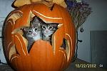     
: pumpkincats (1)-1.jpg
: 13
:	20.9 
ID:	3317908