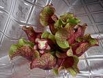    
: DSC00186.jpg
: 19
:	199.5 
ID:	3319848
