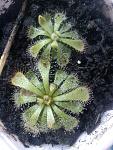     
: DSC00223.jpg
: 7
:	154.0 
ID:	3319979