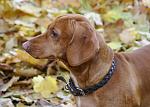     
: DSC_0032.jpg
: 28
:	206.0 
ID:	3326732