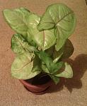     
: IMAG0088.jpg
: 19
:	100.5 
ID:	3328675