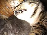     
: IMAG0100.jpg
: 8
:	232.6 
ID:	3335388