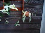     
: DSC00581.JPG
: 52
:	116.4 
ID:	3343146