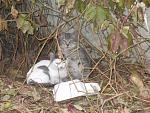     
: Договор стр 2 006.jpg
: 49
:	185.2 
ID:	3353833