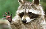     
: racoon_1408011c.jpg
: 10
:	60.8 
ID:	3357507