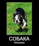     
: x_e1344f7b.jpg
: 36
:	68.5 
ID:	3360722