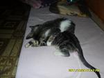     
: SAM_0955.jpg
: 14
:	62.4 
ID:	3362524