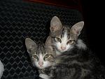     
: SAM_0963.jpg
: 17
:	138.8 
ID:	3362526