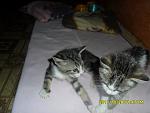     
: SAM_0956.jpg
: 13
:	85.7 
ID:	3362528