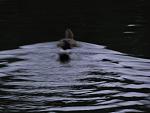     
: DSC00528.jpg
: 8
:	109.4 
ID:	3365044