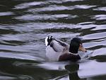     
: DSC00527.jpg
: 8
:	132.2 
ID:	3365045