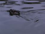     
: DSC00529.jpg
: 10
:	100.7 
ID:	3365046