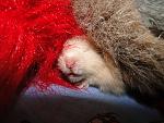     
: DSC00497.jpg
: 11
:	173.8 
ID:	3365060