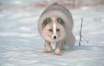     
: renard_polaire_01.jpg
: 17
:	12.2 
ID:	3394062