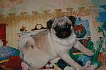     
: IMG_0228.jpg
: 33
:	116.6 
ID:	3396821