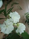     
: olea_2009_bel.jpg
: 49
:	42.1 
ID:	340136