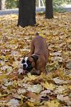     
: DSC03672.jpg
: 38
:	113.5 
ID:	3407646