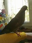     
: IMAGE_200mini.jpg
: 34
:	44.6 
ID:	341508