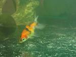    
: IMG_2115.jpg
: 20
:	104.8 
ID:	3441246
