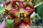     
: 1 hoya optimistic.jpg
: 24
:	11.7 
ID:	3442132