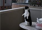     
: pinguin_cat.jpg
: 8
:	18.6 
ID:	3462363