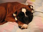     
: 0d9a86eb8200.jpg
: 20
:	39.9 
ID:	3470543
