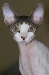     
: DSC04844.JPG
: 20
:	71.4 
ID:	348999