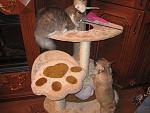     
: IMG_2110.jpg
: 20
:	125.9 
ID:	3517196