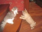     
: IMG_2068.jpg
: 24
:	150.4 
ID:	3517198