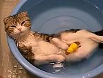     
: cat1.jpg
: 2
:	20.5 
ID:	3535036