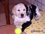     
: 1249381391_6636c4c176df.jpg
: 44
:	16.5 
ID:	3542696