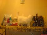     
: DSC00017.jpg
: 44
:	133.9 
ID:	3543338