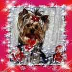     
: ~_~ Merry Christmas! ~_~ - 1BO7R-100 - normal-798740.jpg
: 14
:	130.6 
ID:	3544612