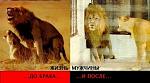     
: львы.jpg
: 28
:	42.7 
ID:	3555975
