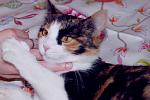     
: IMG_3186ск.jpg
: 15
:	100.7 
ID:	3556809